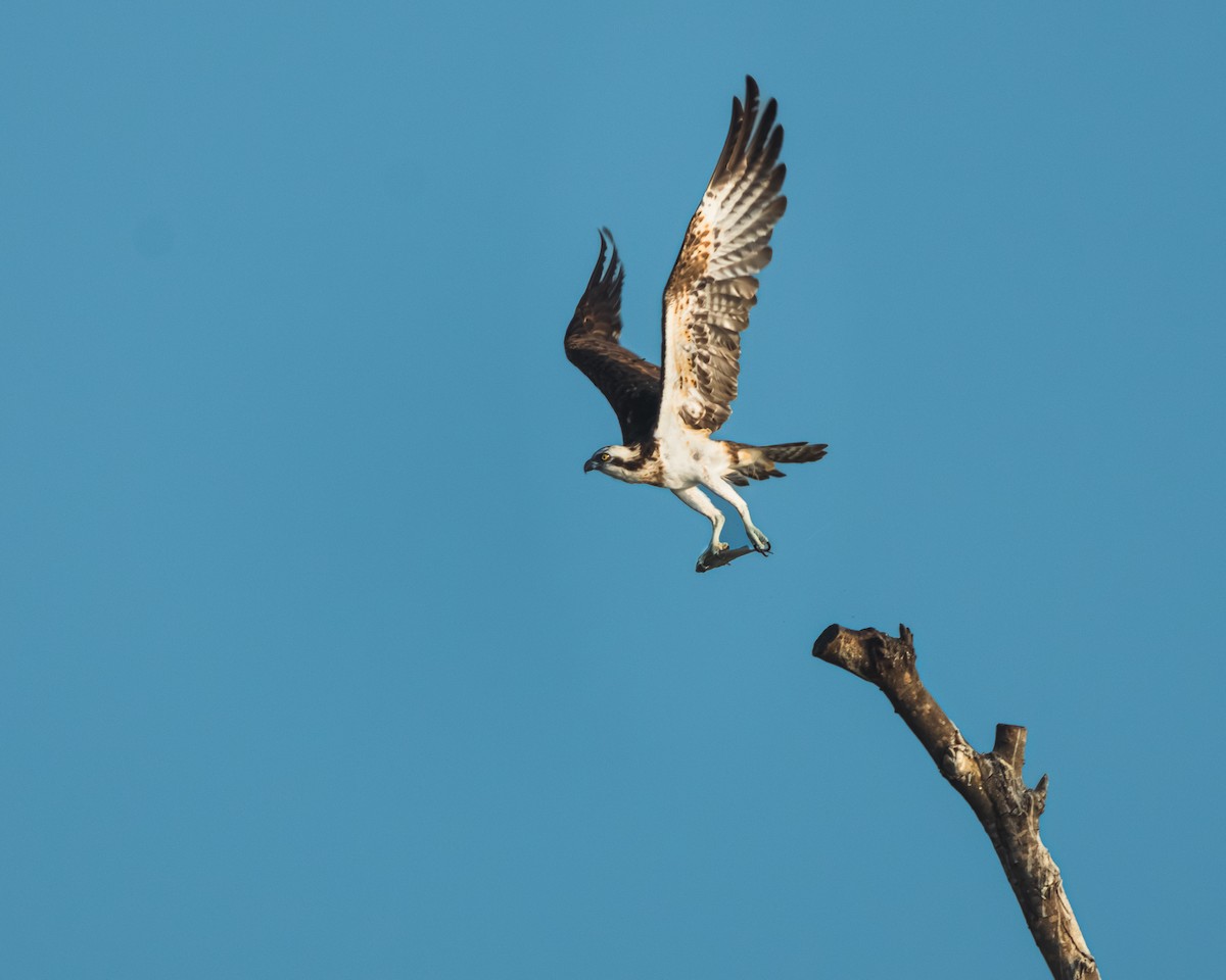 Osprey - ML616582045