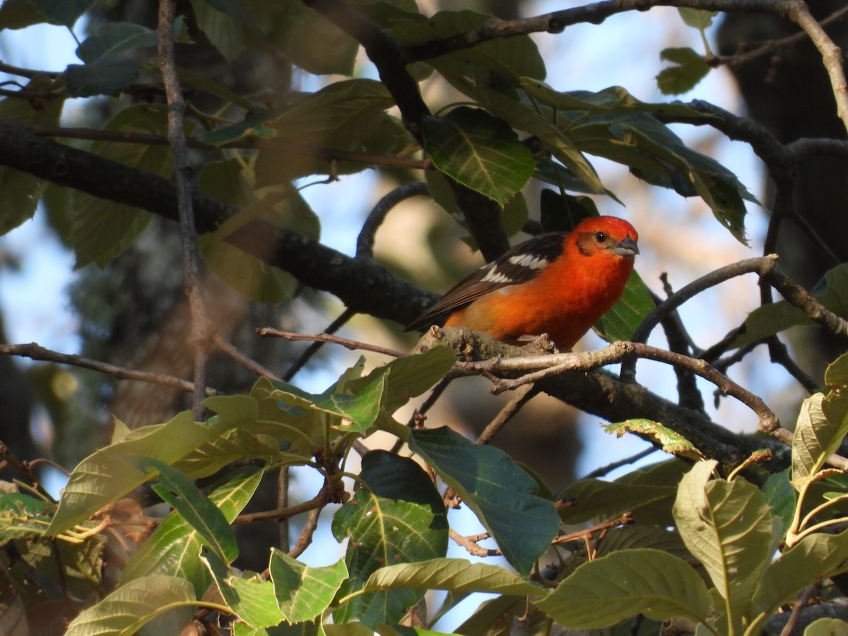 Flame-colored Tanager - ML616582046