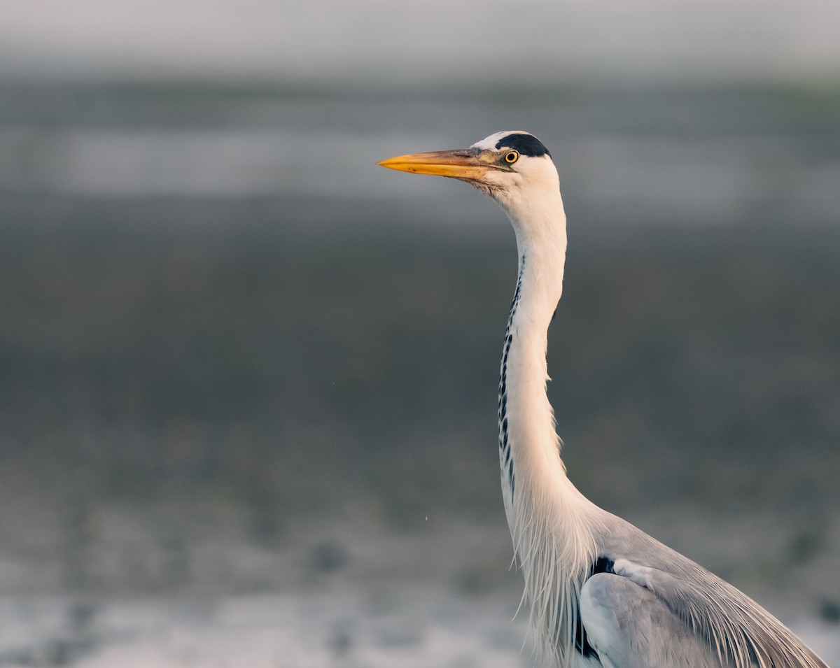 Gray Heron - ML616582057