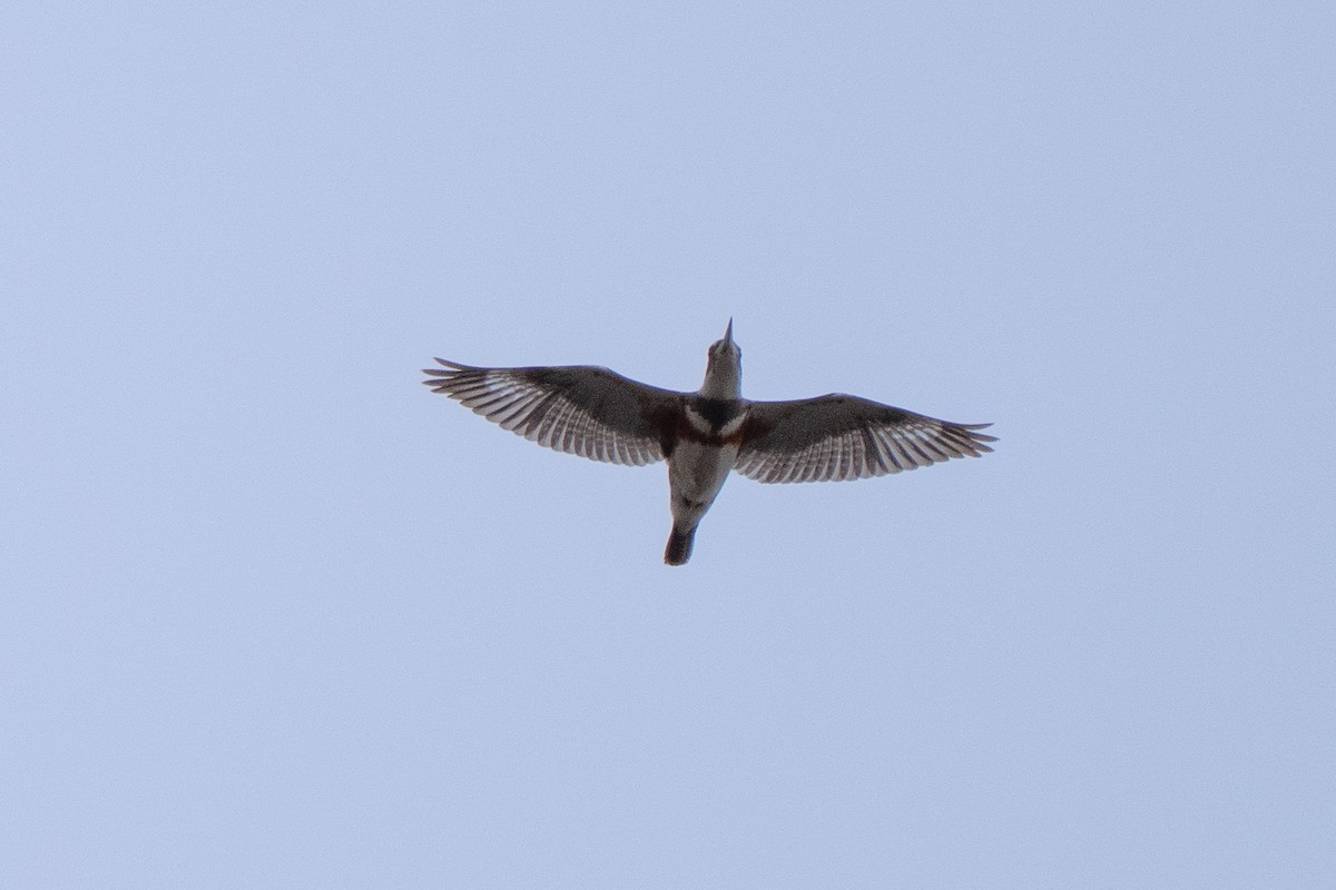 Belted Kingfisher - Shori Velles