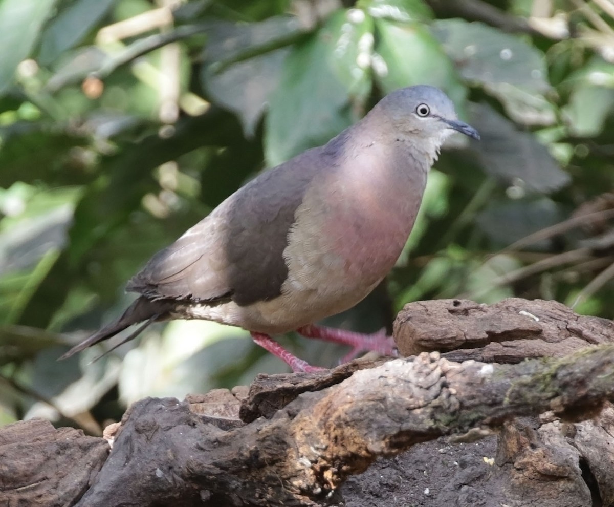 Tolima Dove - ML616582063