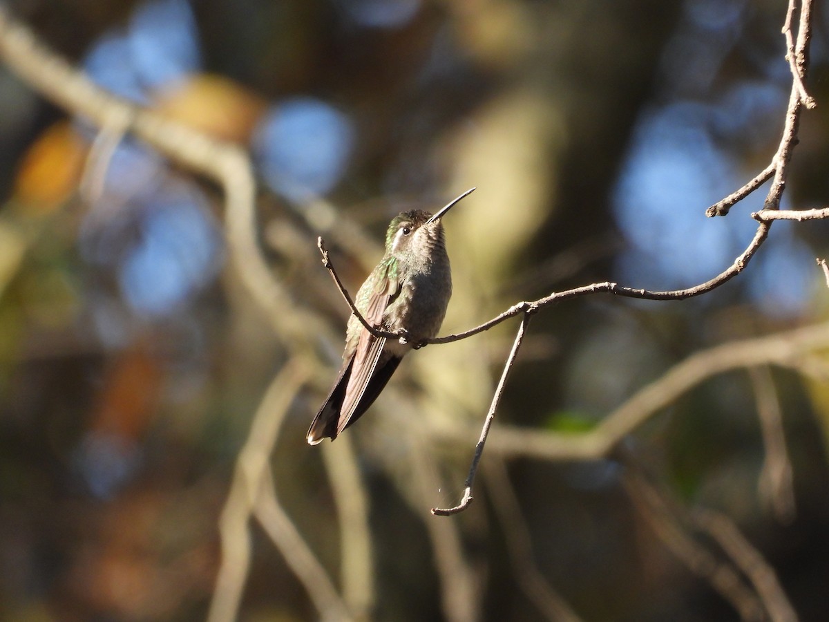 Blue-throated Mountain-gem - Ignacio Torres-García