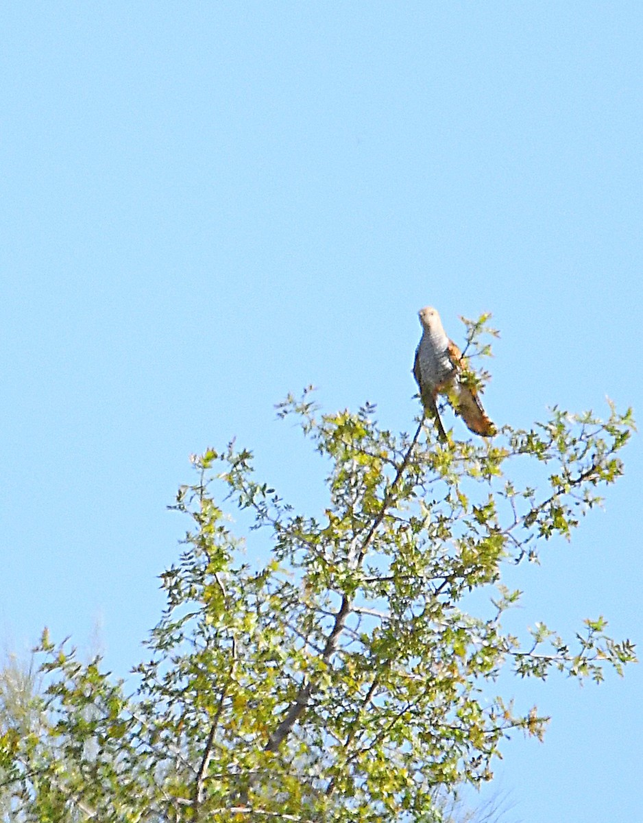Common Cuckoo - ML616582083