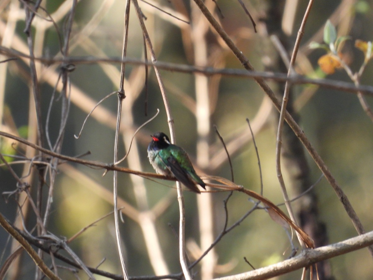 White-eared Hummingbird - ML616582097