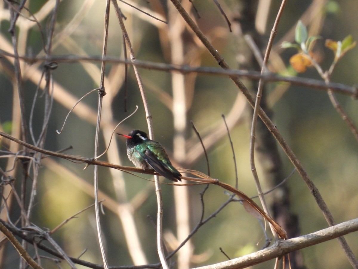 White-eared Hummingbird - ML616582098