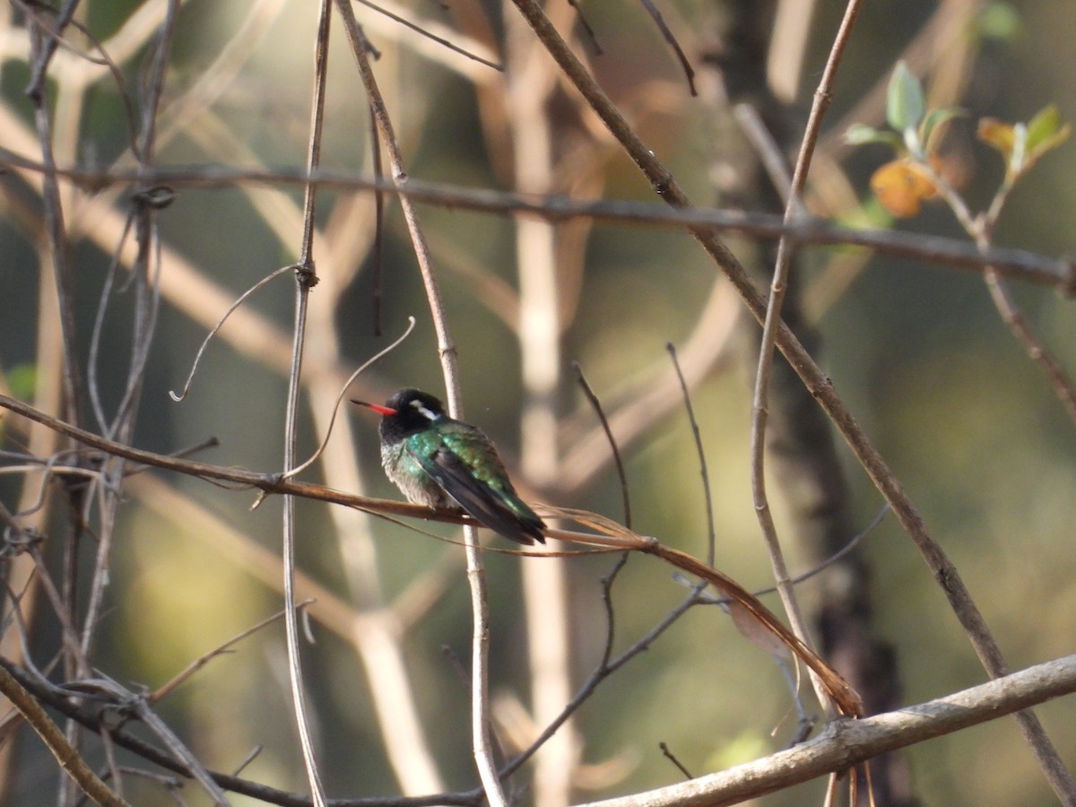 Colibrí Orejiblanco - ML616582098