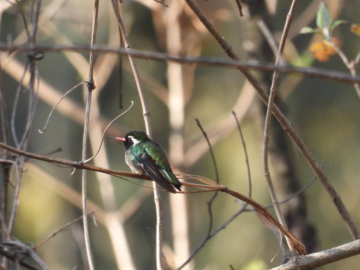 White-eared Hummingbird - ML616582114
