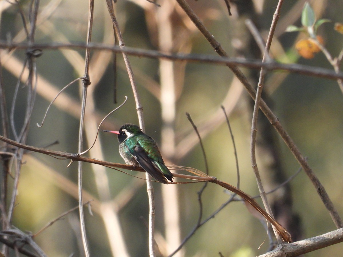 Colibrí Orejiblanco - ML616582114