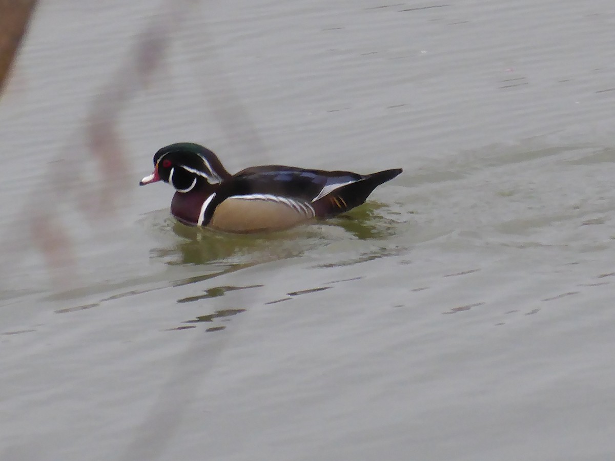 Wood Duck - ML616582124