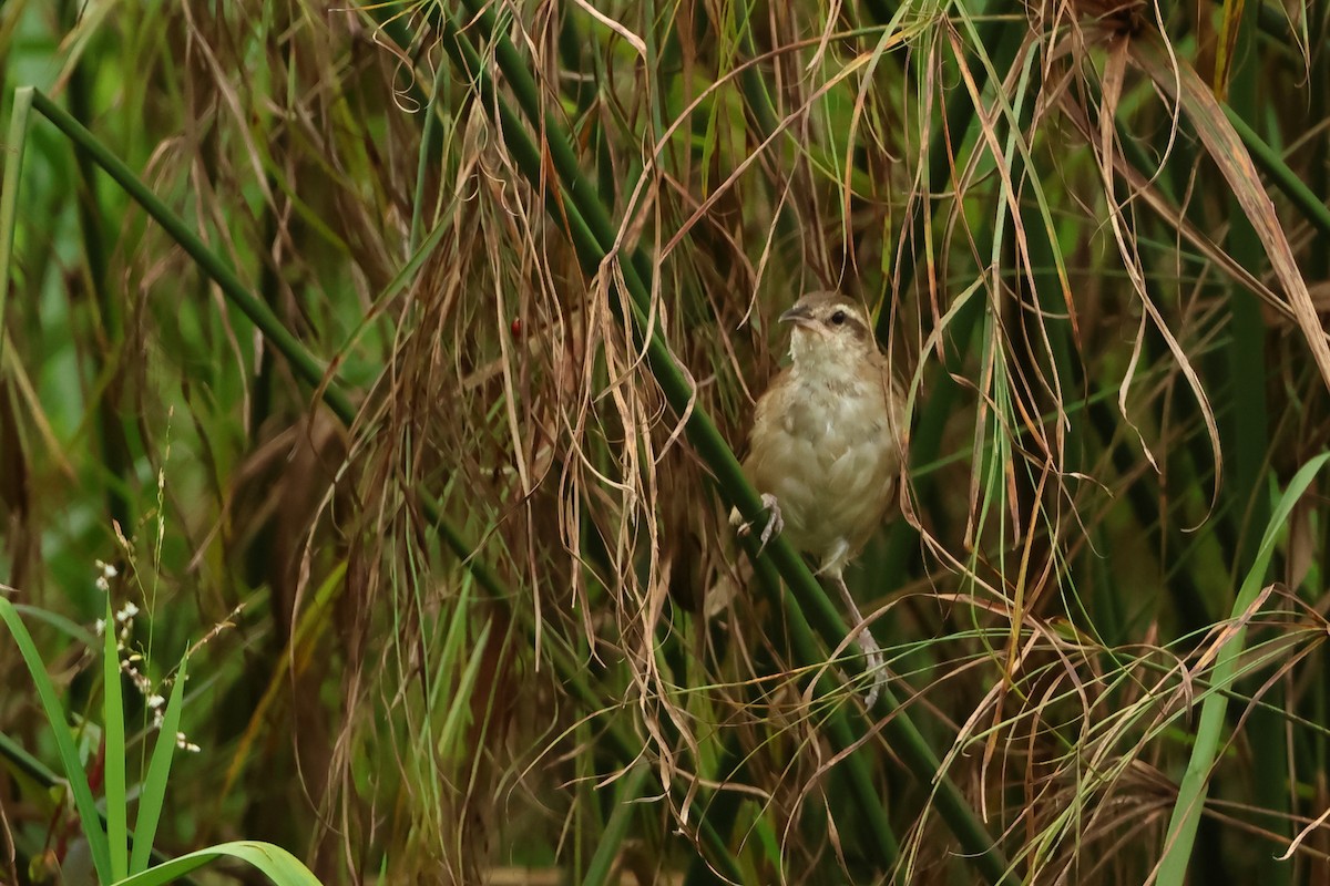 Curve-billed Reedhaunter - ML616582178