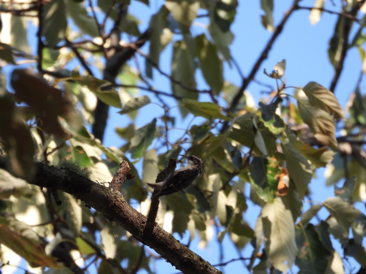 Brown Creeper - ML616582180