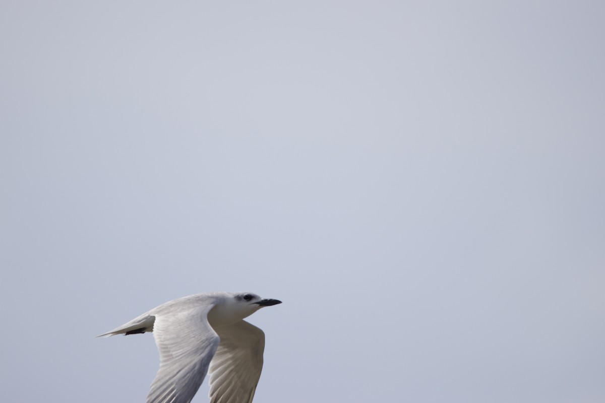 Gull-billed Tern - ML616582225