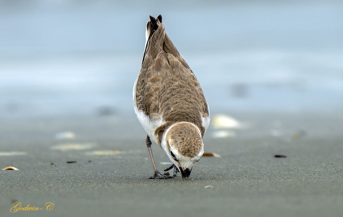 Greater Sand-Plover - ML616582230