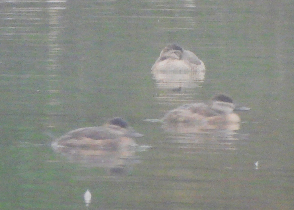 Ruddy Duck - ML616582231