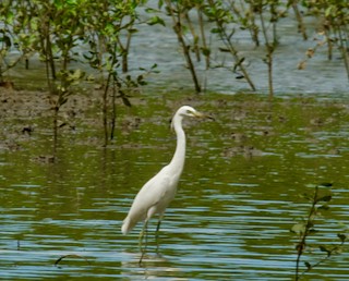 Chinese Egret - ML616582235