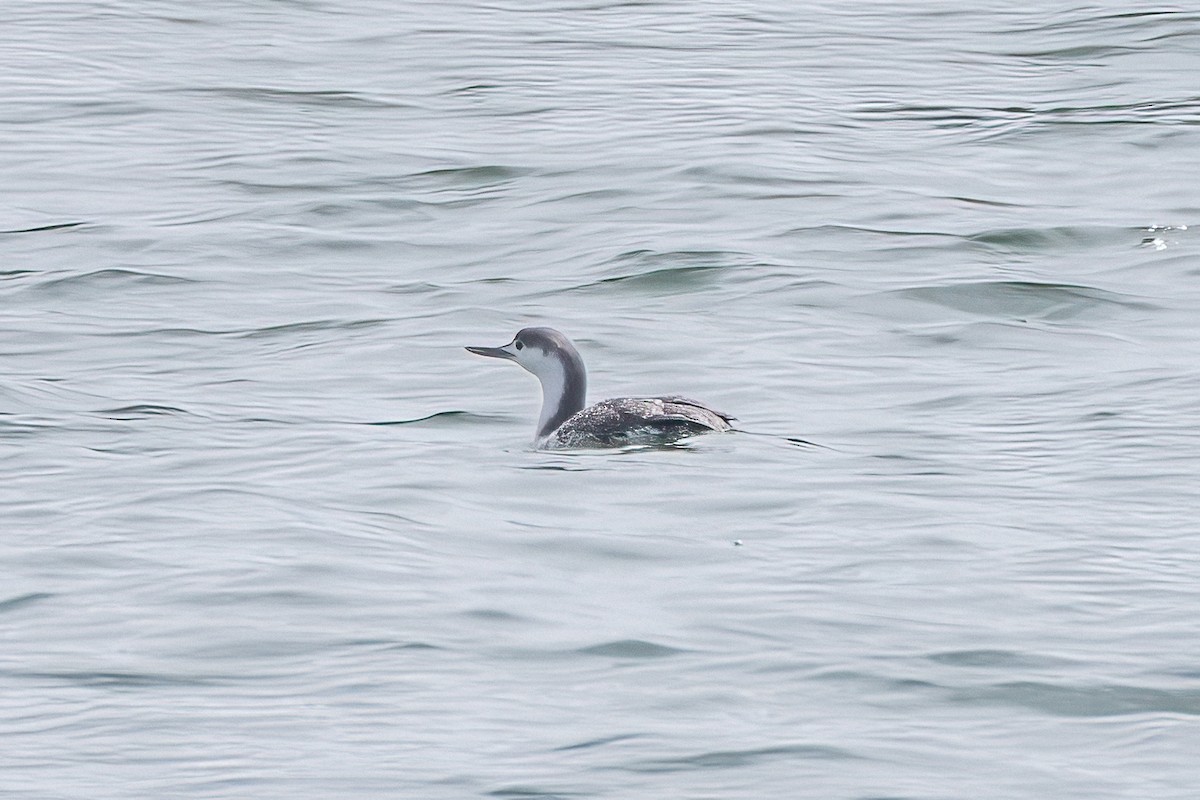 Red-throated Loon - ML616582245