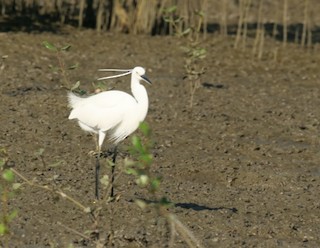Little Egret - ML616582250