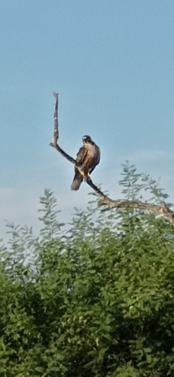 Common Black Hawk (Mangrove) - ML616582261