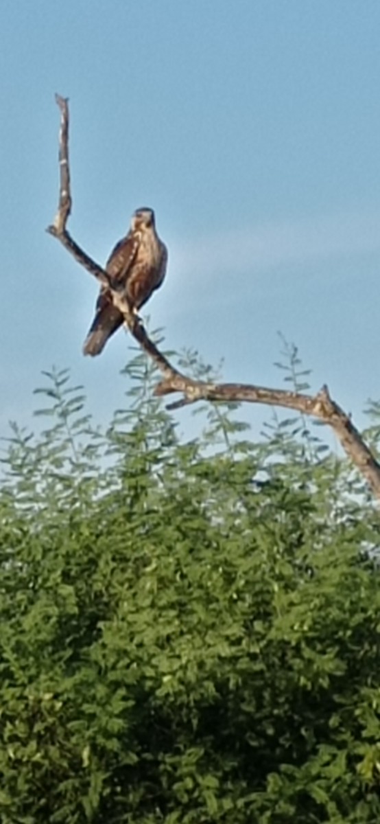 Common Black Hawk (Mangrove) - ML616582262