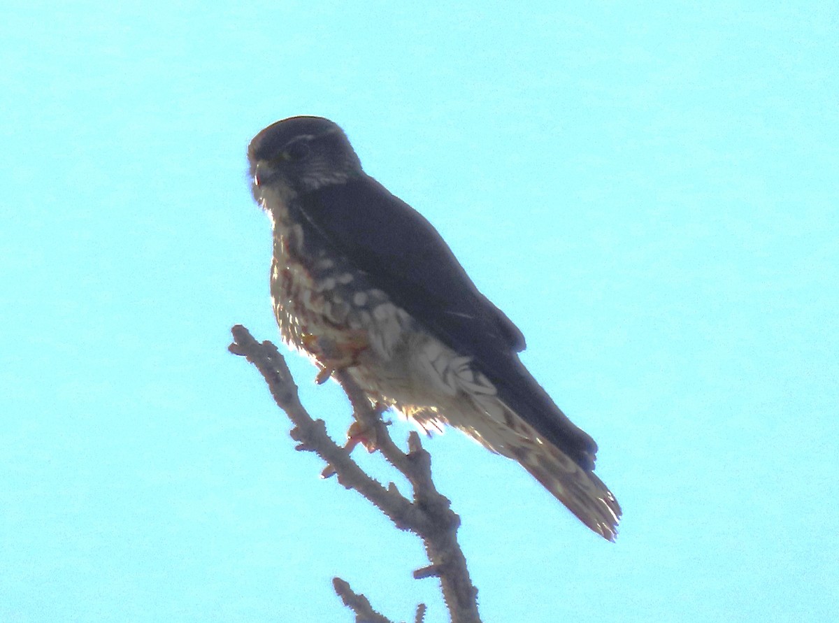 Merlin - ML616582299
