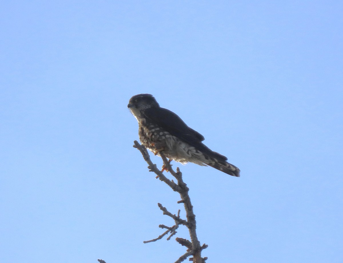 Merlin - ML616582304