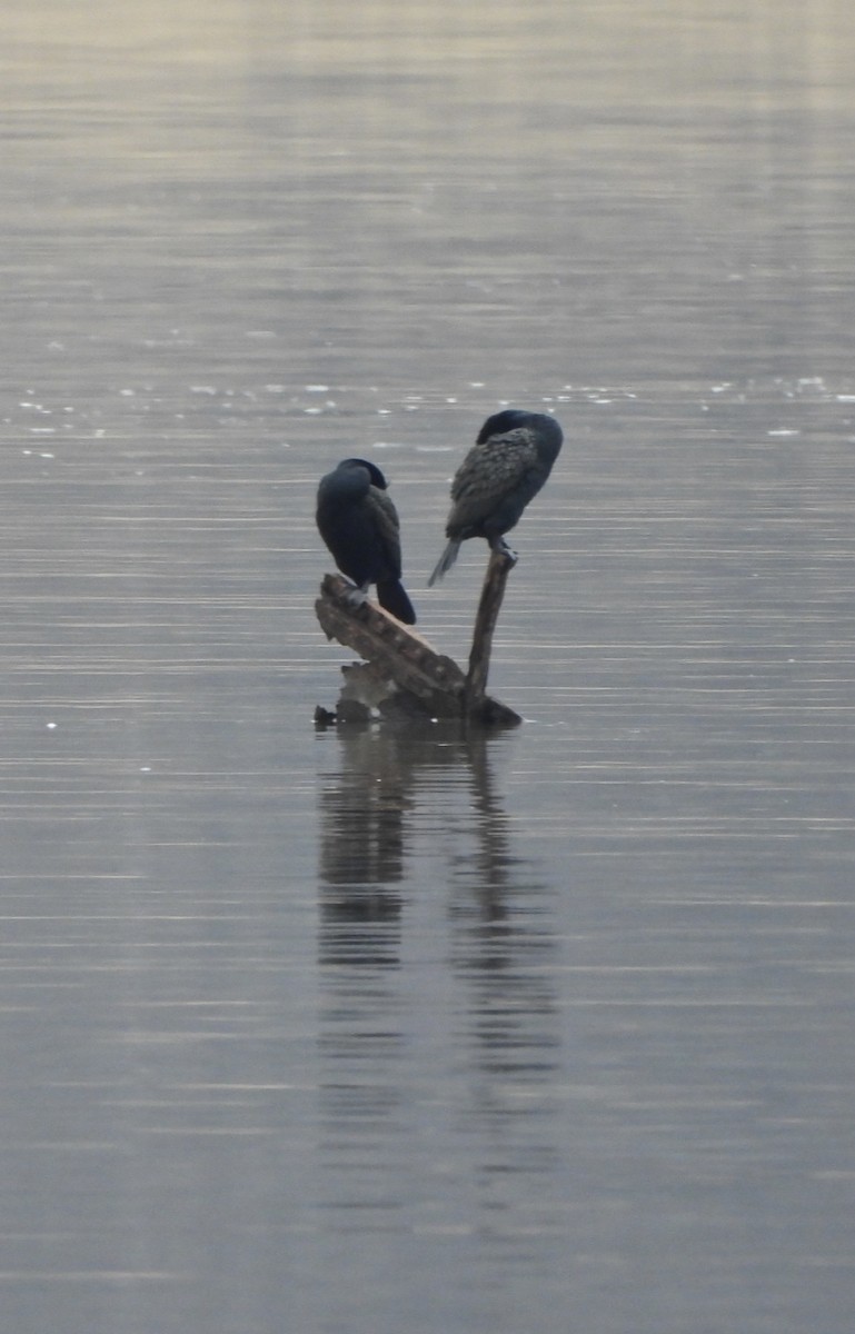 Double-crested Cormorant - ML616582307