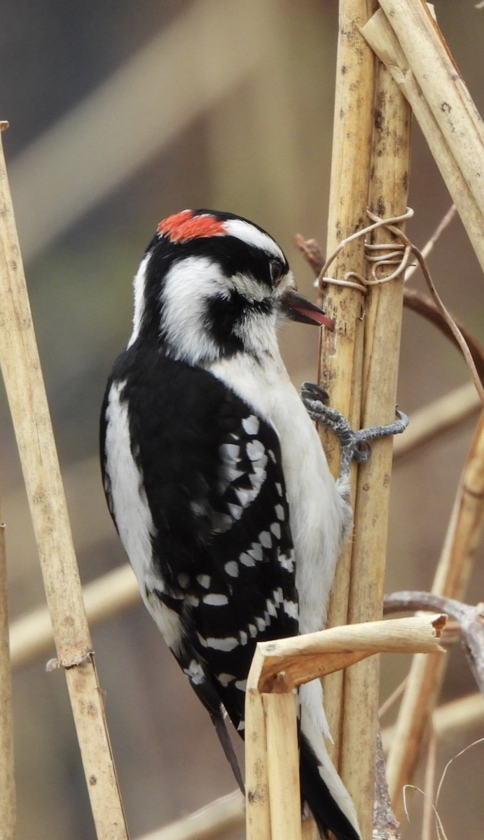 Downy Woodpecker - ML616582313