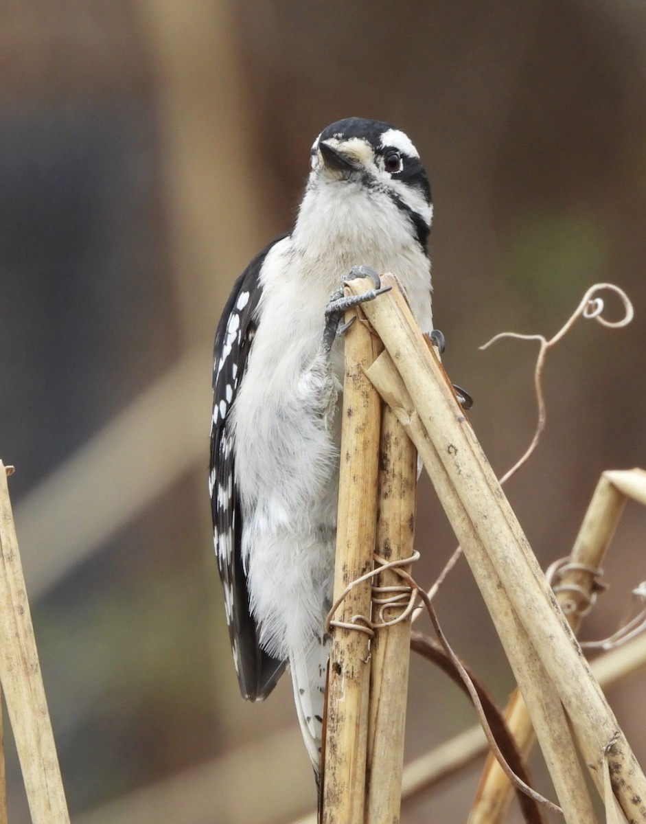 Downy Woodpecker - ML616582314
