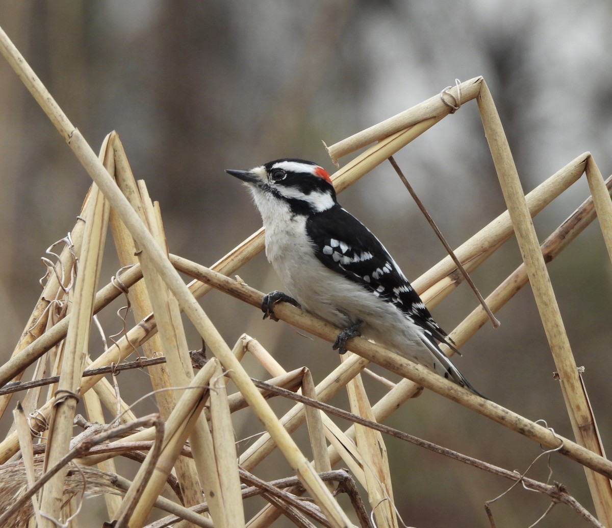 Downy Woodpecker - ML616582315