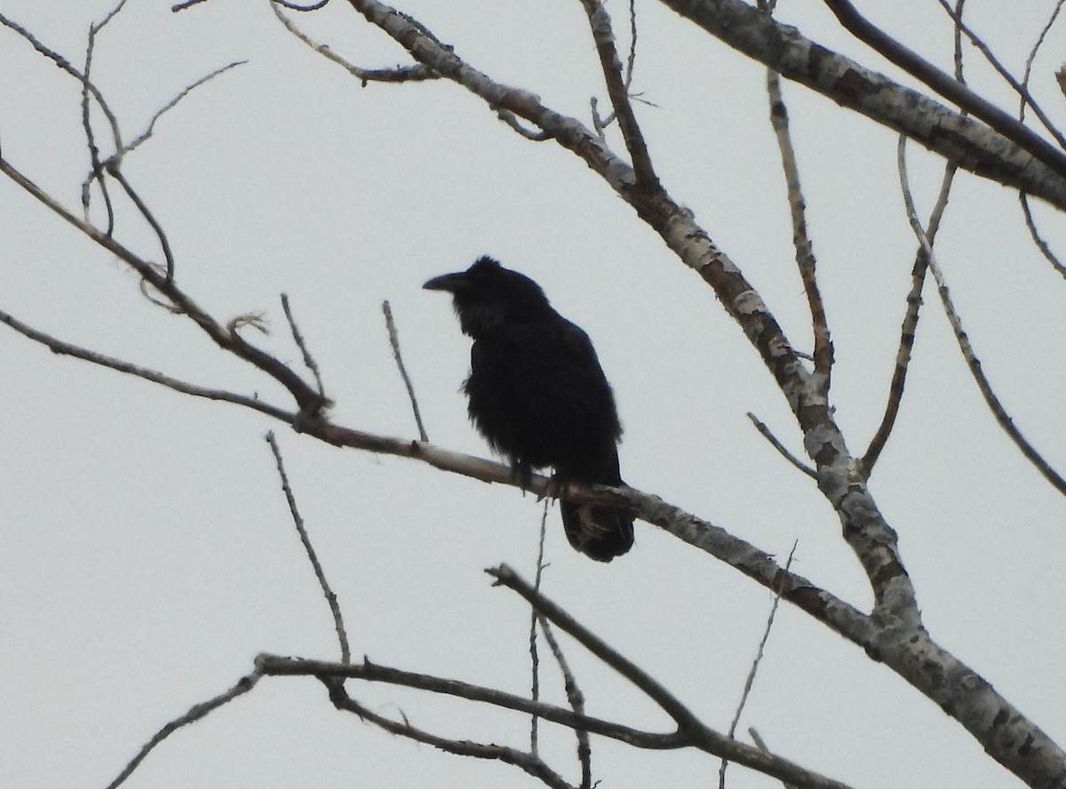 Common Raven - ML616582324