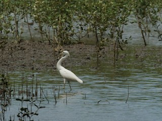 Chinese Egret - ML616582334