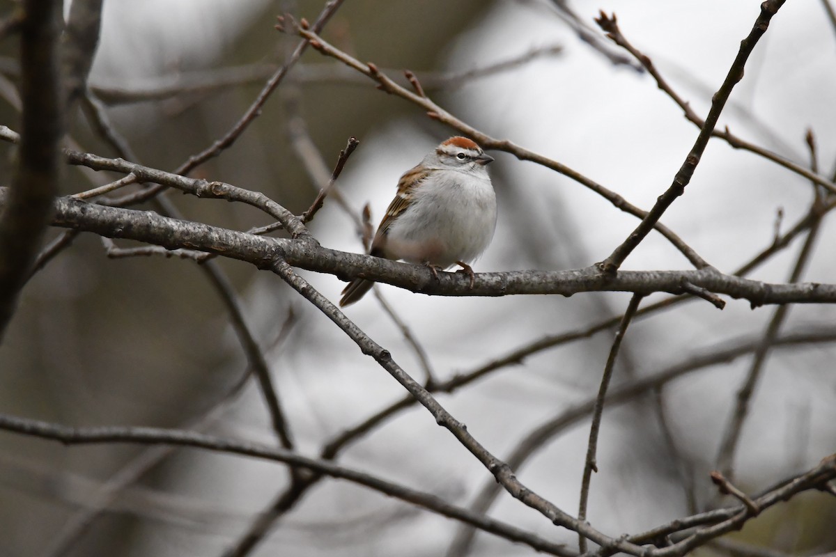 Chipping Sparrow - ML616582362