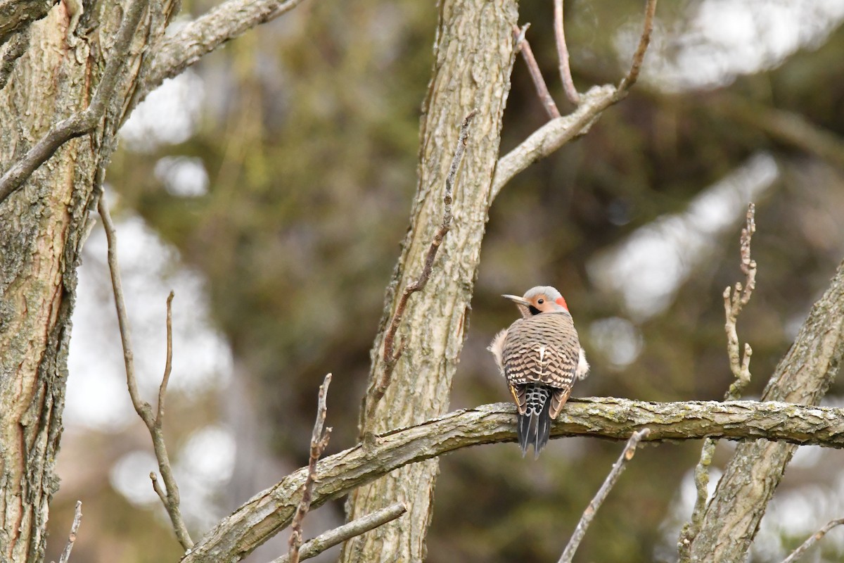 Northern Flicker - Marsha Lewis