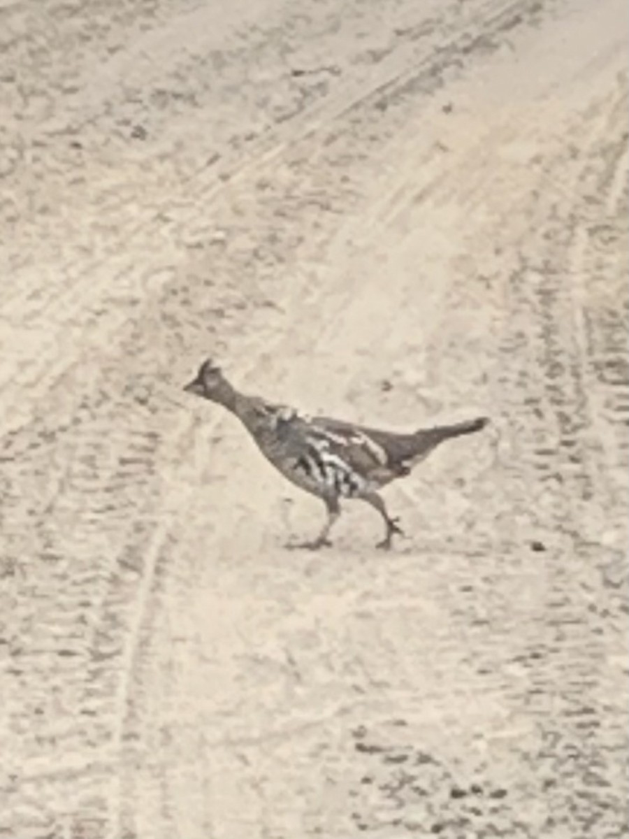 Ruffed Grouse - ML616582440