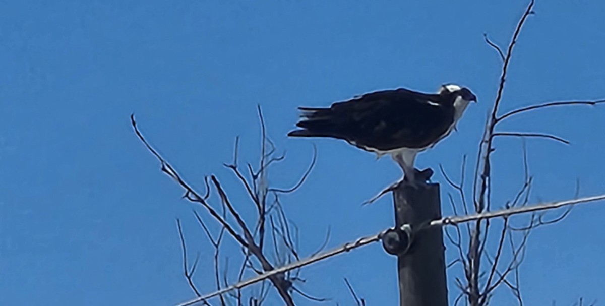 Osprey - ML616582461