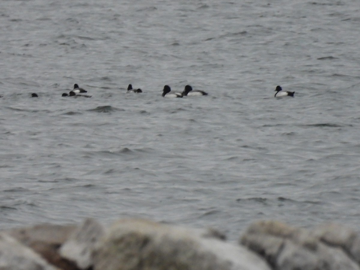Greater Scaup - ML616582473
