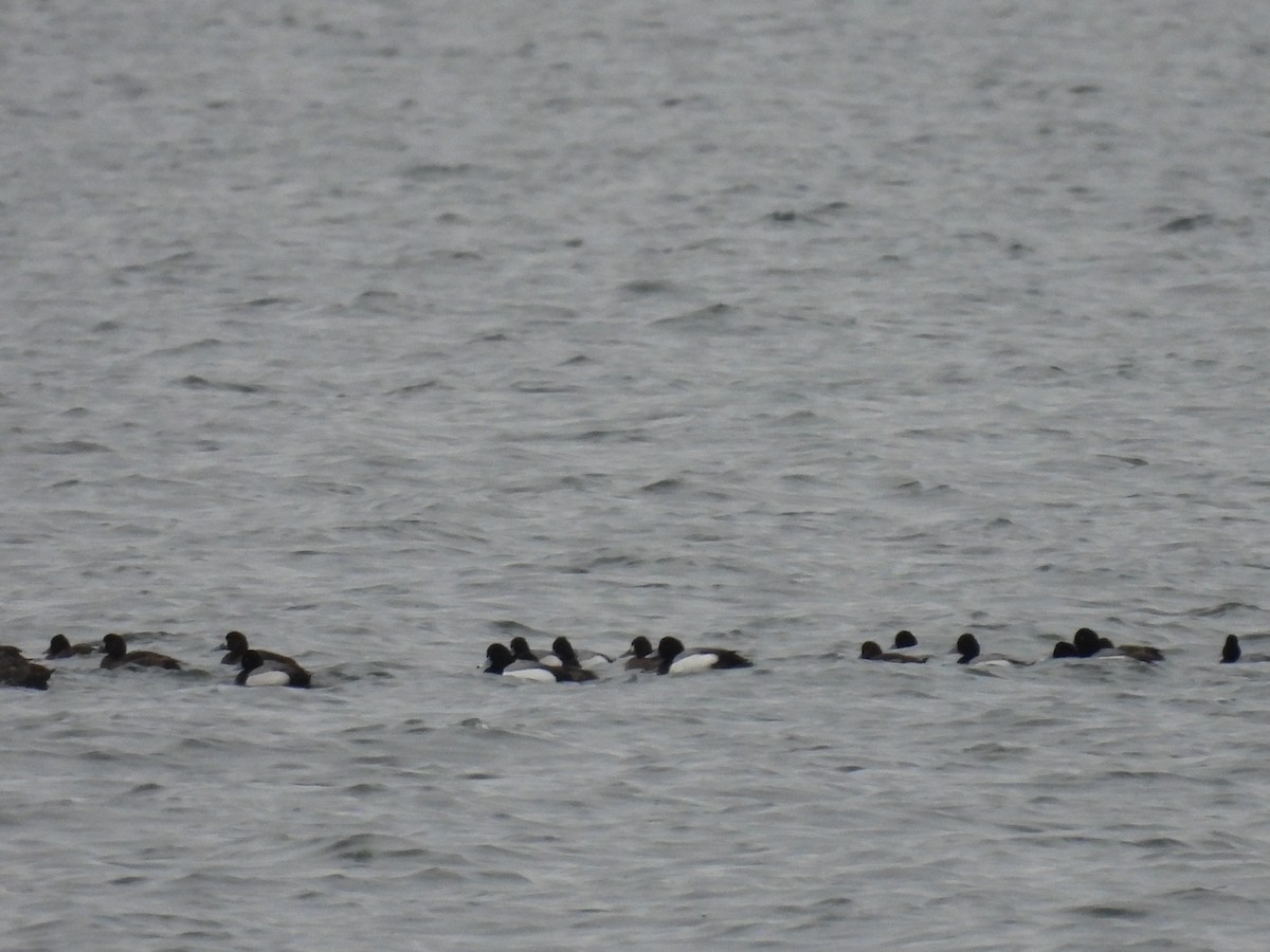 Greater Scaup - ML616582474