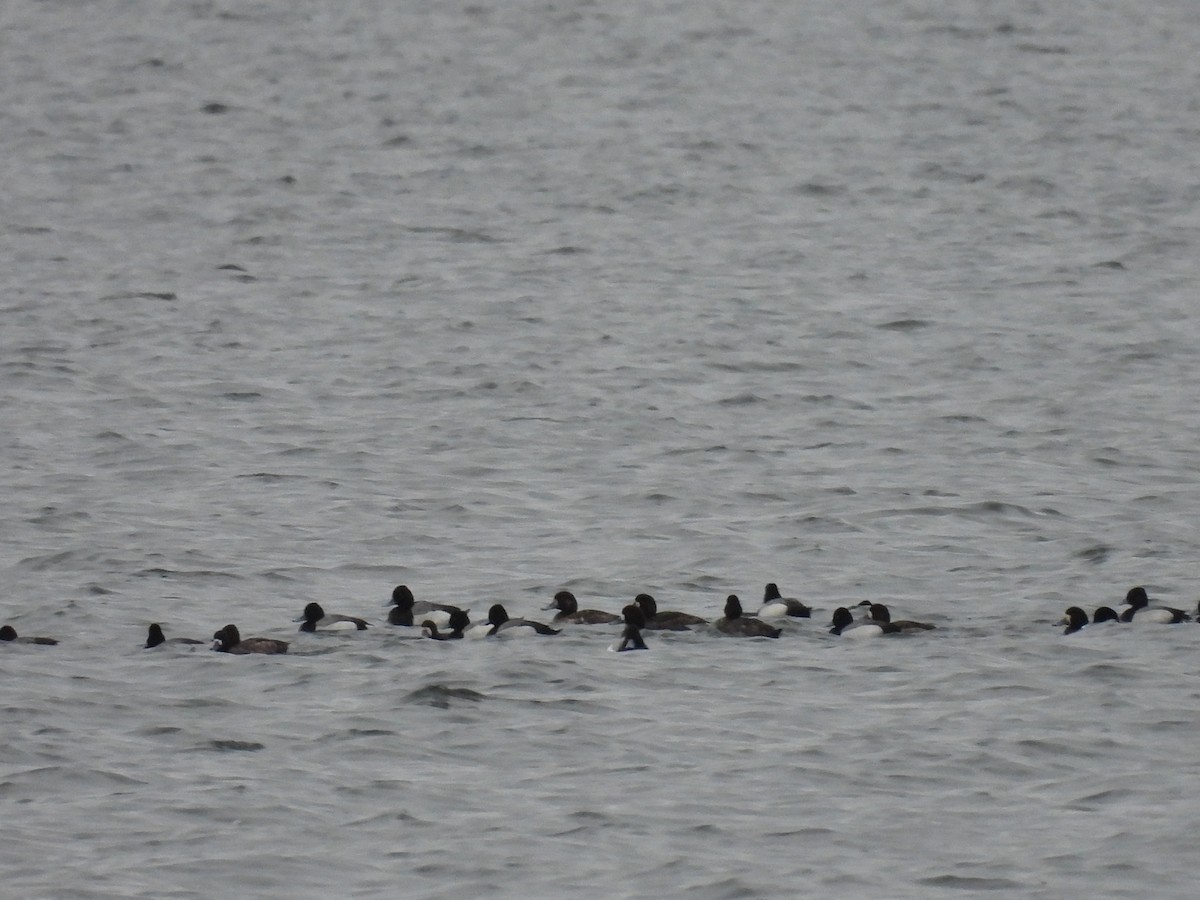 Greater Scaup - ML616582475