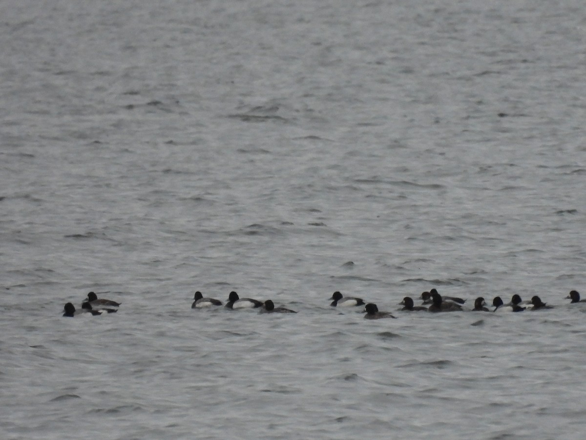 Greater Scaup - ML616582476