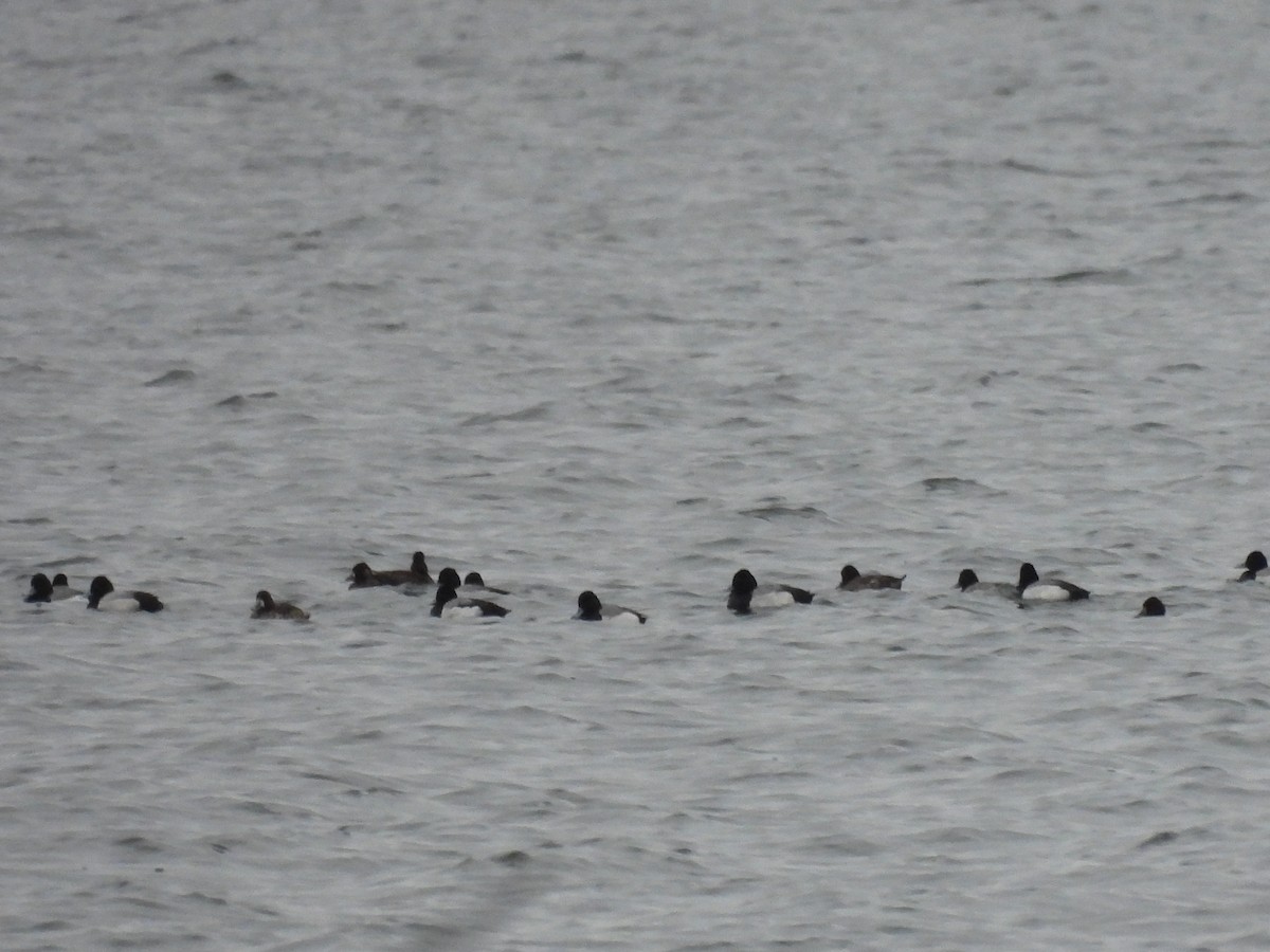 Greater Scaup - ML616582477