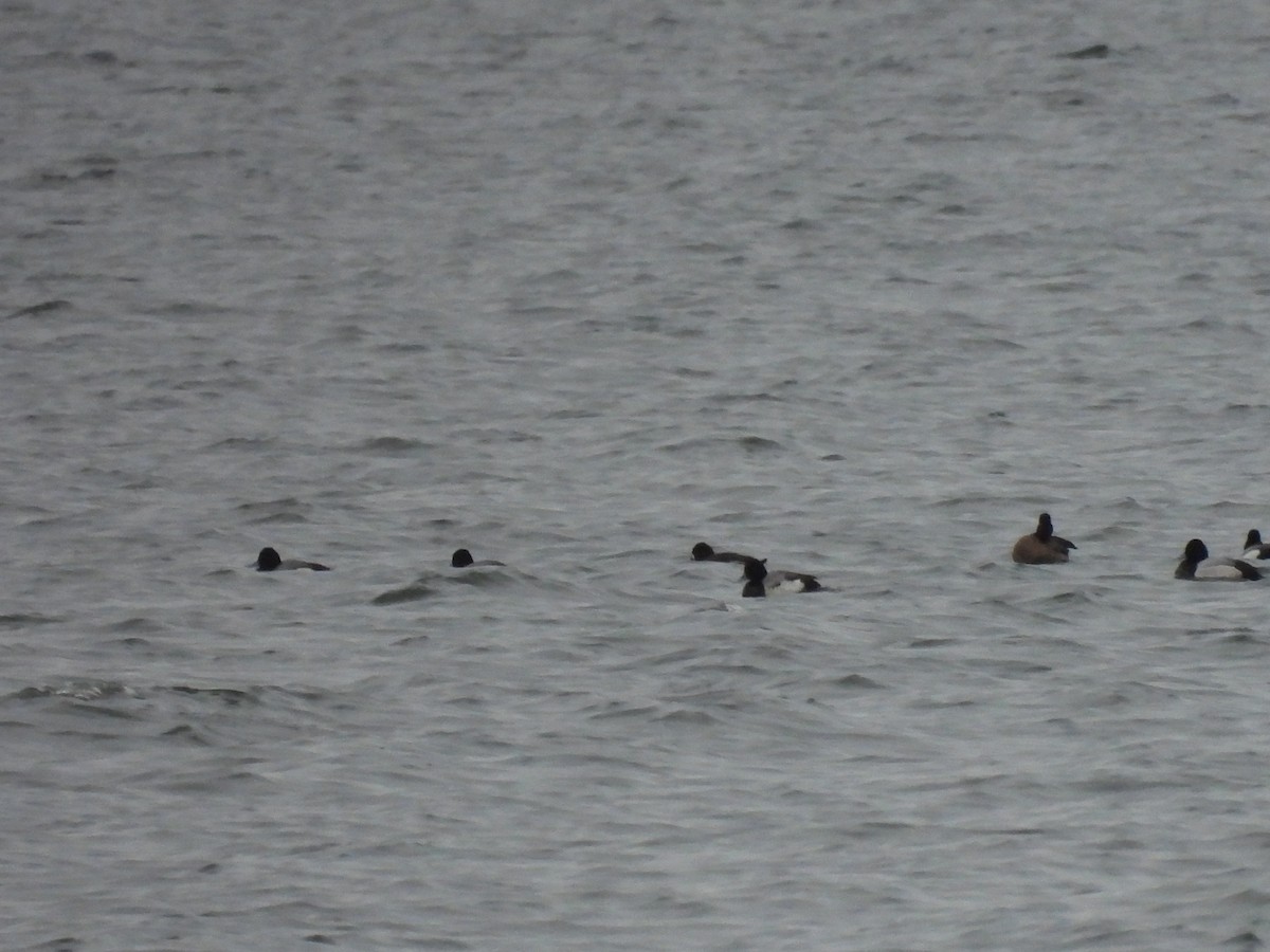 Greater Scaup - ML616582478