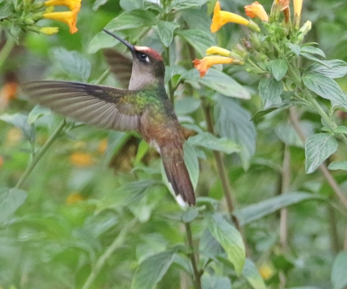 Colibrí Florido de Tolima - ML616582484