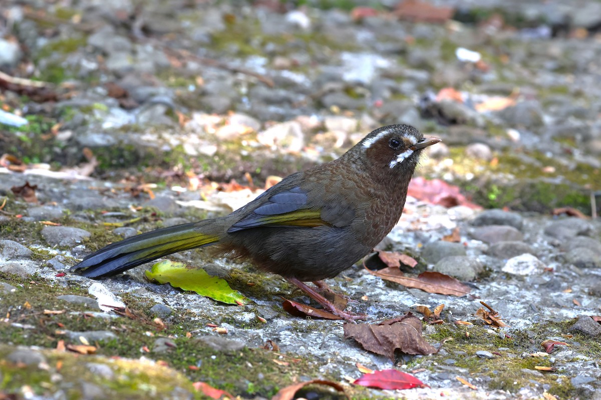 White-whiskered Laughingthrush - ML616582623