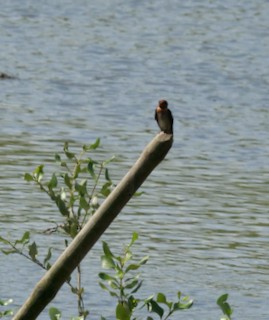 Pacific Swallow - ML616582655