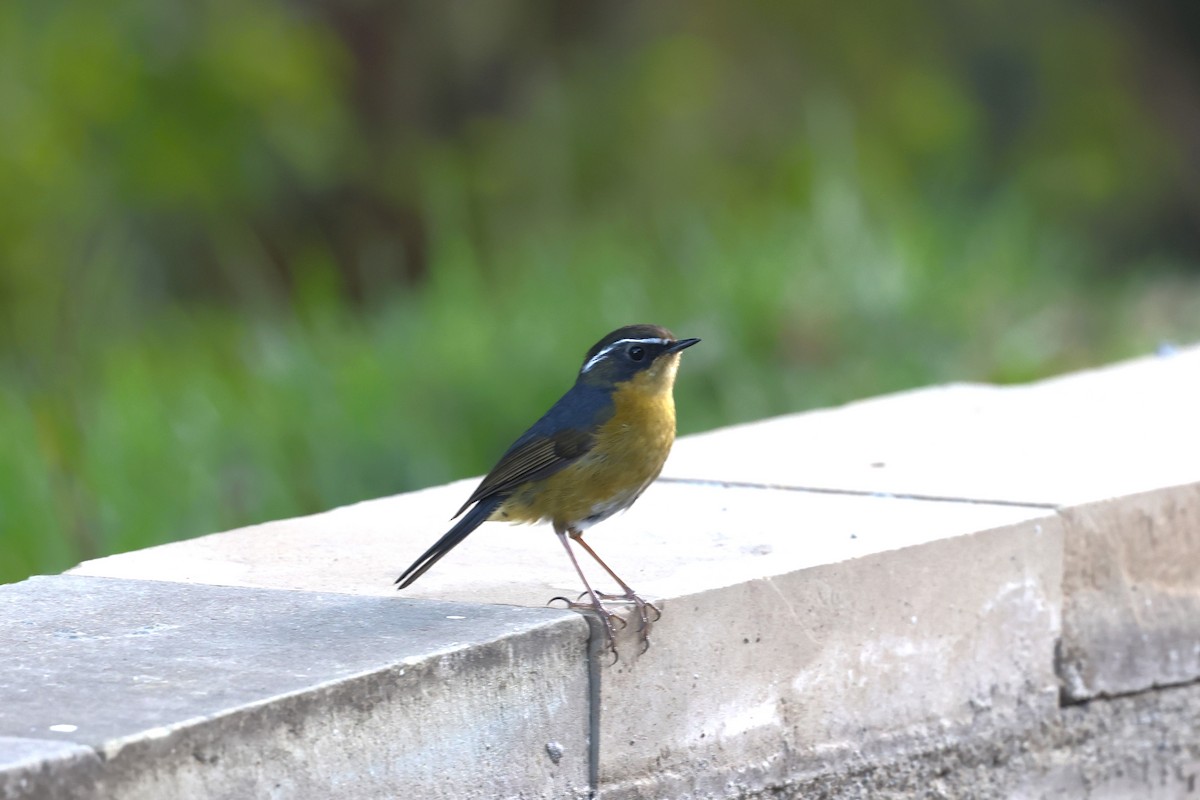 White-browed Bush-Robin (Taiwan) - ML616582662