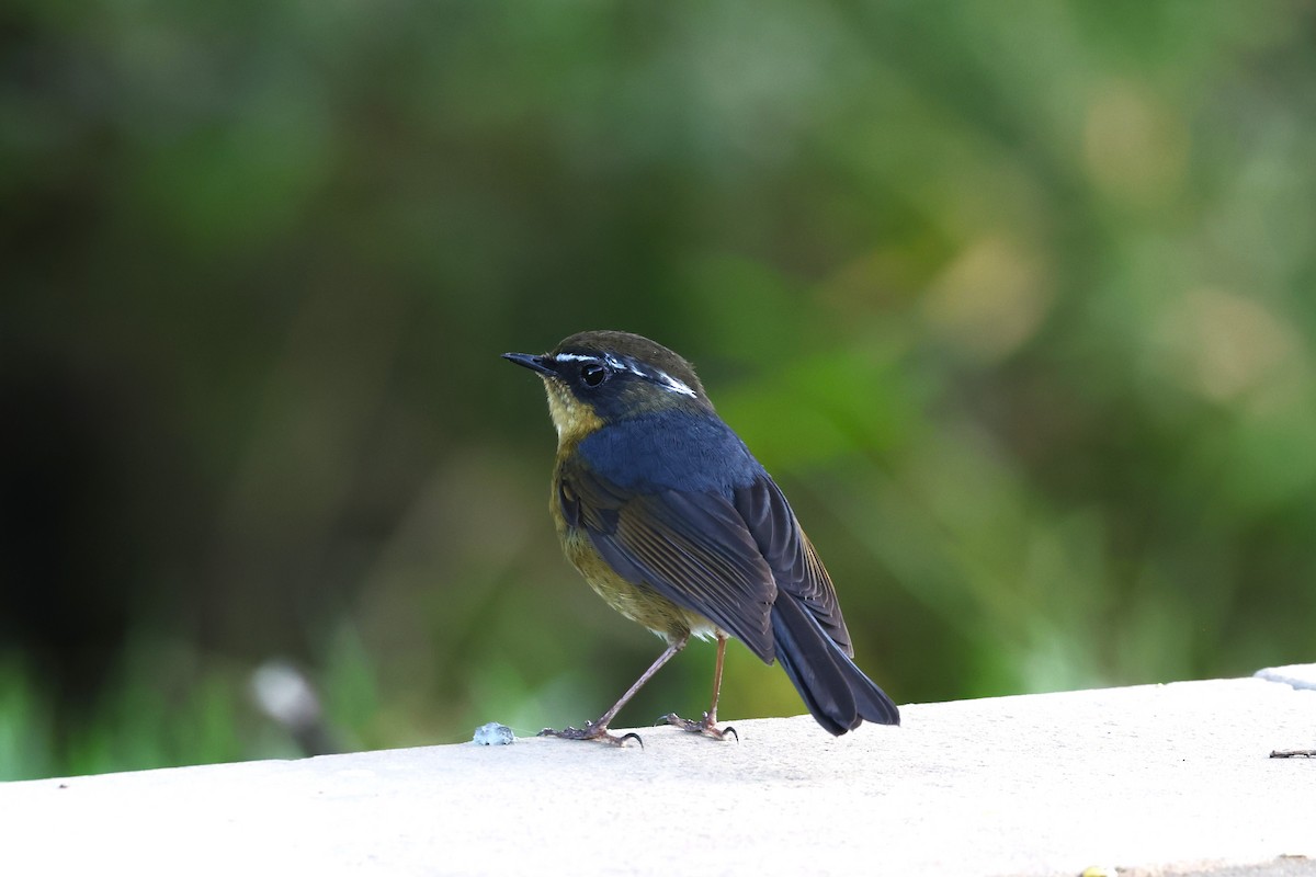 White-browed Bush-Robin (Taiwan) - ML616582663