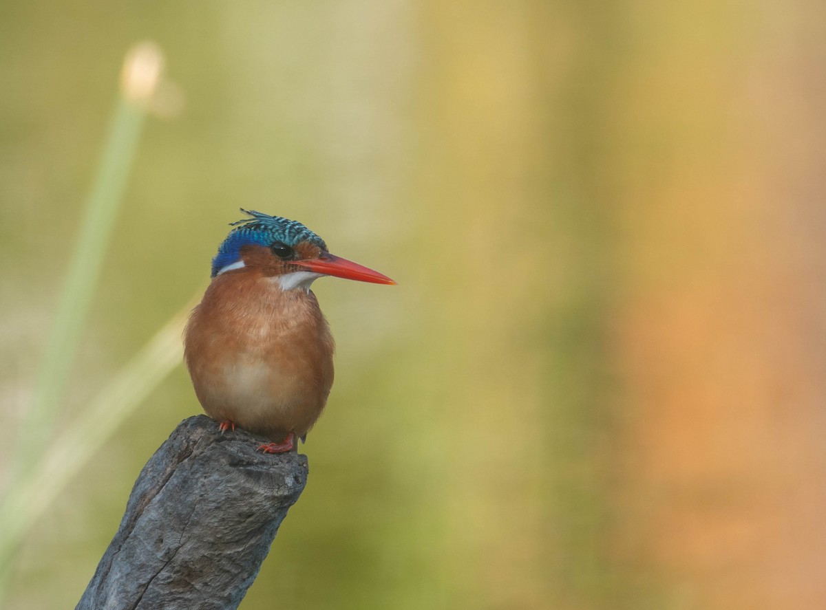 Malachite Kingfisher - ML616582664