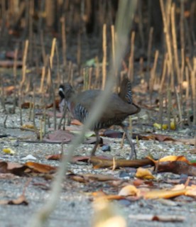 Barred Rail - ML616582672