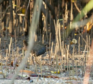 Barred Rail - ML616582673