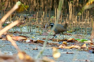 Barred Rail - ML616582674